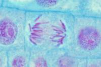 Cellule de racine d'Ail  en division (mitose - anaphase) x 600
